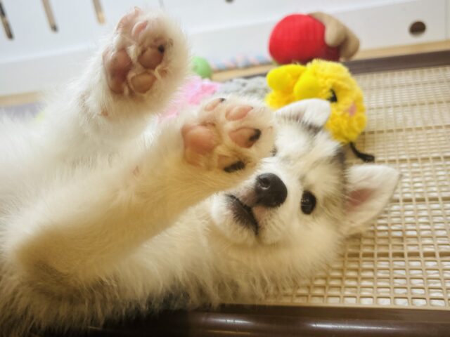 シベリアンハスキー