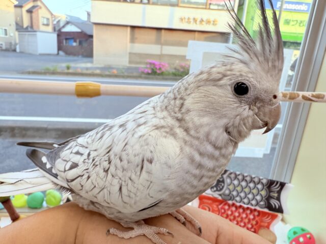 オカメインコ