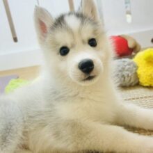 全員惚れる準備はできましたかぁ〜♬.*ﾟシベリアンハスキーちゃん！