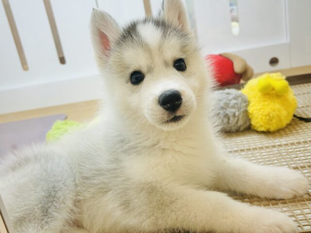 全員惚れる準備はできましたかぁ〜♬.*ﾟシベリアンハスキーちゃん！