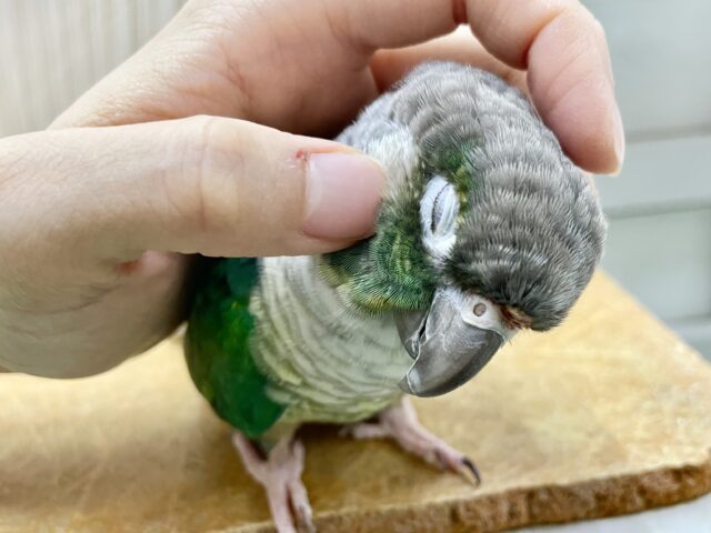 ワキコガネウロコインコ
