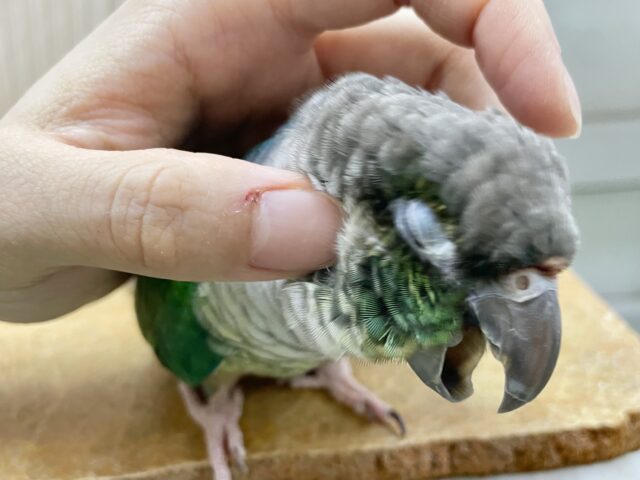 ワキコガネウロコインコ
