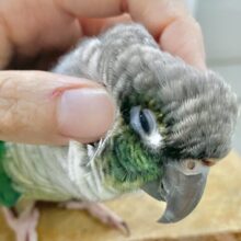 🌟最新画像🌟 動画あり！可愛さ溢れる手乗りさん～💙 ワキコガネウロコインコ(ブルー)