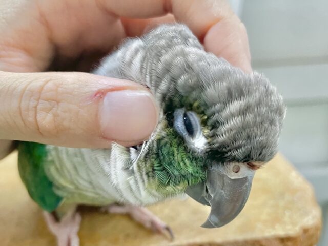 🌟最新画像🌟 動画あり！可愛さ溢れる手乗りさん～💙 ワキコガネウロコインコ(ブルー)