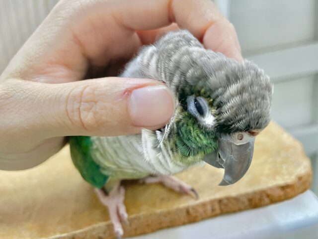ワキコガネウロコインコ