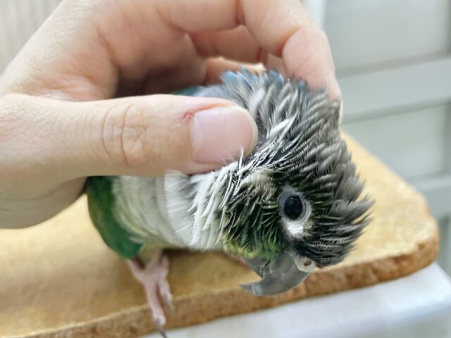 ワキコガネウロコインコ