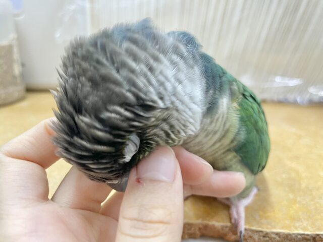 ワキコガネウロコインコ