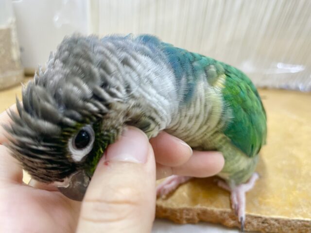 ワキコガネウロコインコ