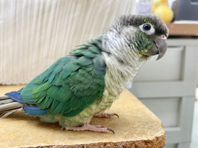 ワキコガネウロコインコ