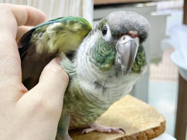 ワキコガネウロコインコ
