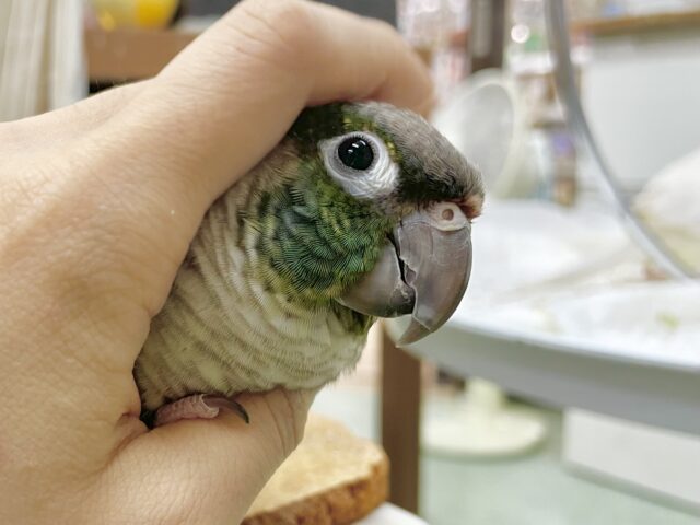 ワキコガネウロコインコ
