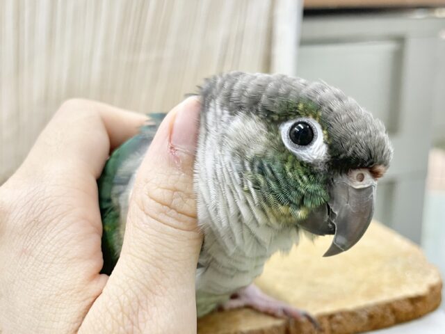 ワキコガネウロコインコ