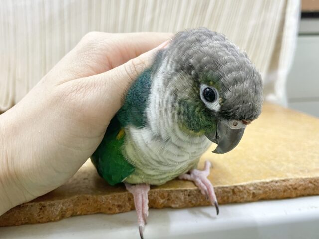 ワキコガネウロコインコ
