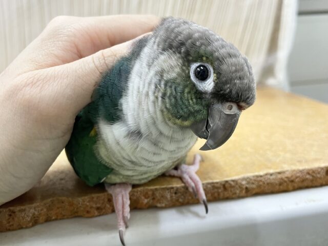 ワキコガネウロコインコ