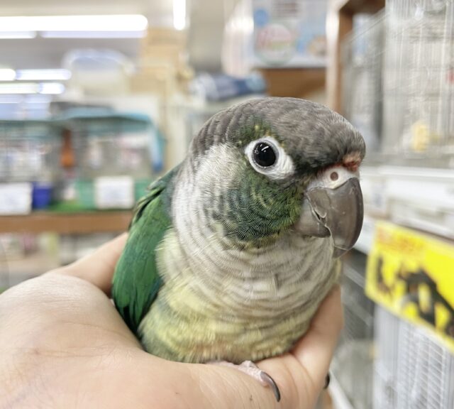ワキコガネウロコインコ