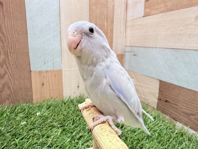 マメルリハ