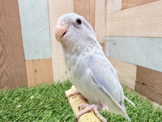 マメルリハ