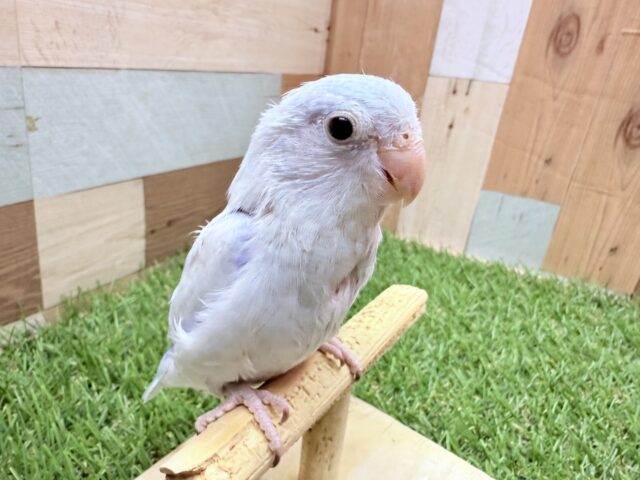 マメルリハ