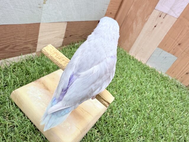 マメルリハ