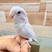 最新画像有ります⭐️ヒナ餌卒業‼️ポンポコお腹だけどおすまし顔は得意ですよ〜😏♪あわ〜い🩵マメルリハインコのアメリカンホワイト