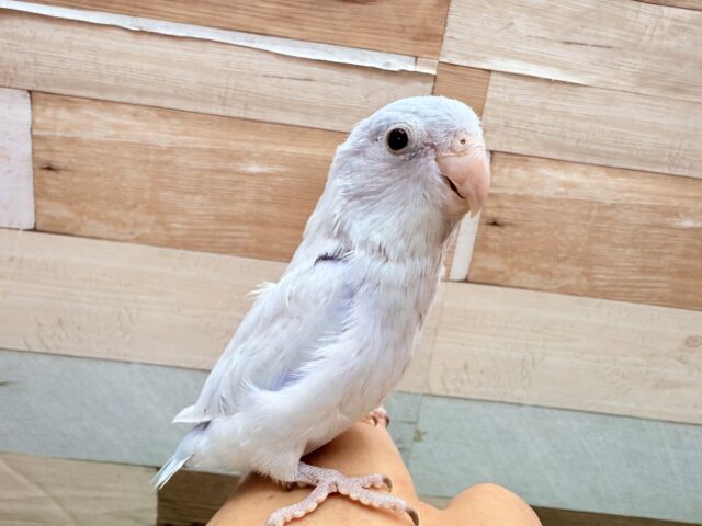 マメルリハ