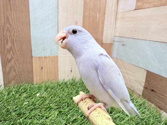マメルリハ