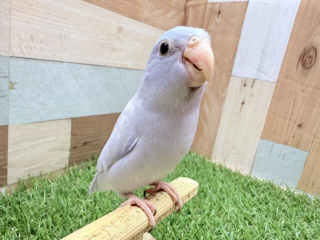 マメルリハ