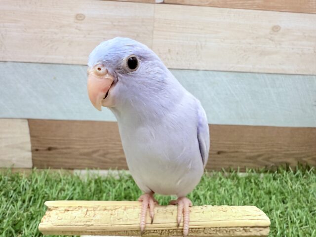 マメルリハ