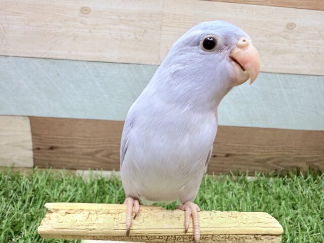 マメルリハ