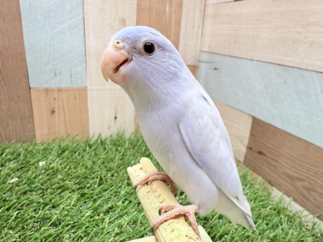 マメルリハ