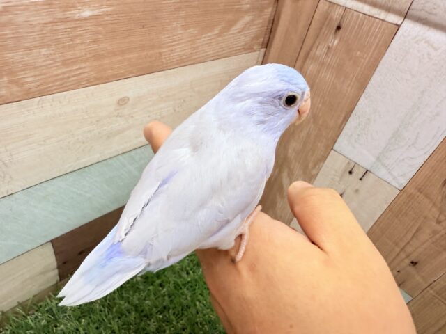 マメルリハ