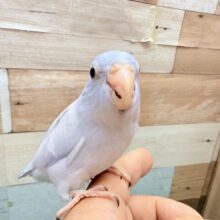 最新画像あります⭐️あわ〜いブルーが素敵すぎますッ✨🩵マメルリハインコのコバルトダイリュート❣️