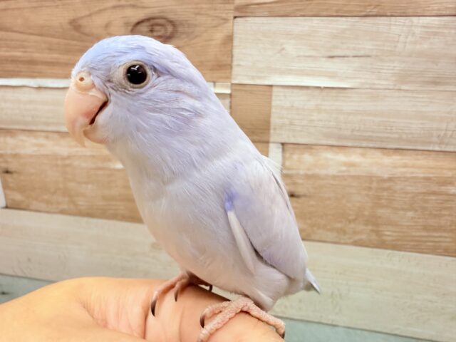 マメルリハ
