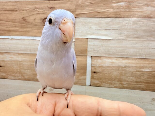マメルリハ