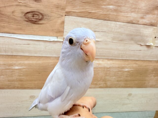 マメルリハ