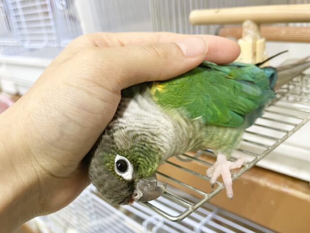 ワキコガネウロコインコ