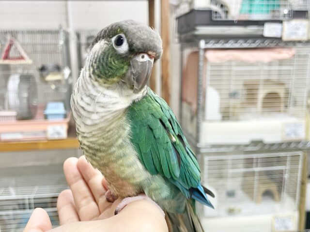 ワキコガネウロコインコ