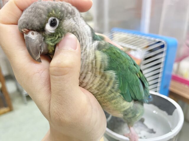 ワキコガネウロコインコ