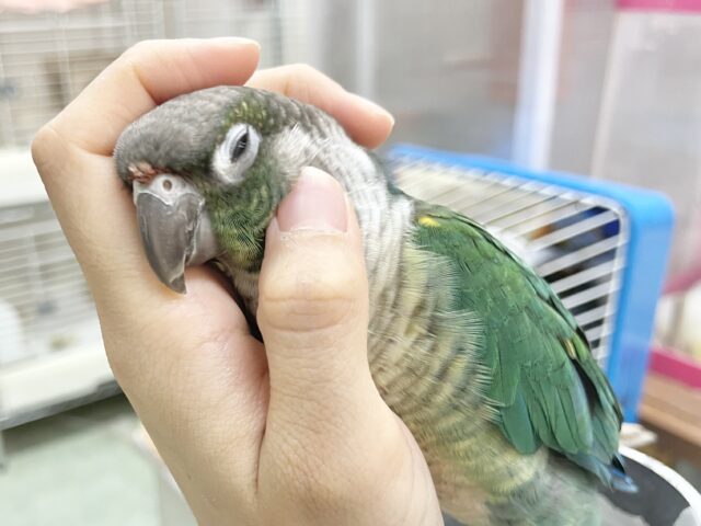 ワキコガネウロコインコ