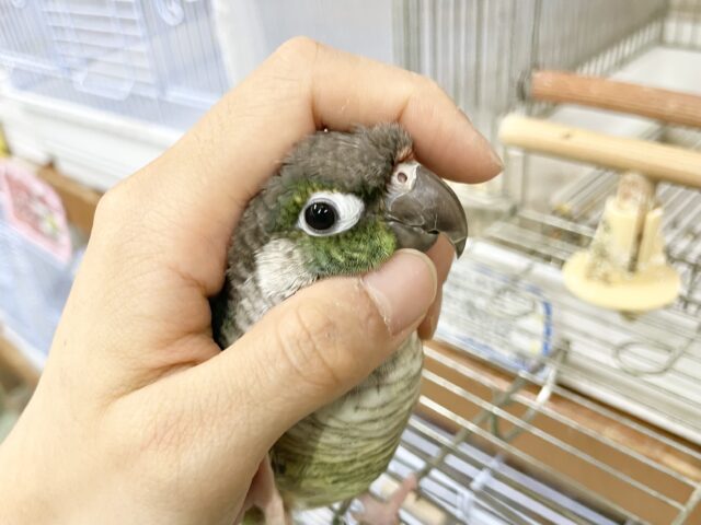 ワキコガネウロコインコ