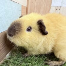 最新画像・なでなで動画あります🌟とろ〜んと垂れたお耳とくせっ毛が可愛い子ッ💕ロシアンスモークテディモルモットのクリーム❣️