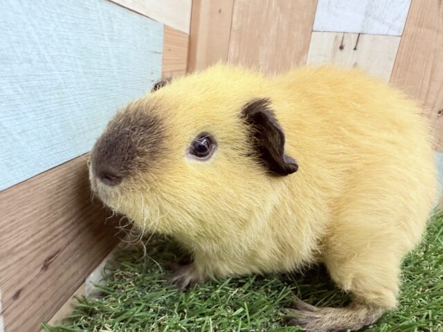 最新画像・なでなで動画あります🌟とろ〜んと垂れたお耳とくせっ毛が可愛い子ッ💕ロシアンスモークテディモルモットのクリーム❣️