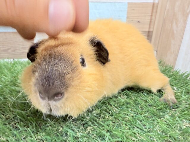 ロシアンスモークモルモット