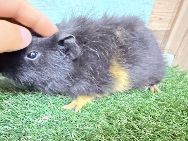 テディモルモット