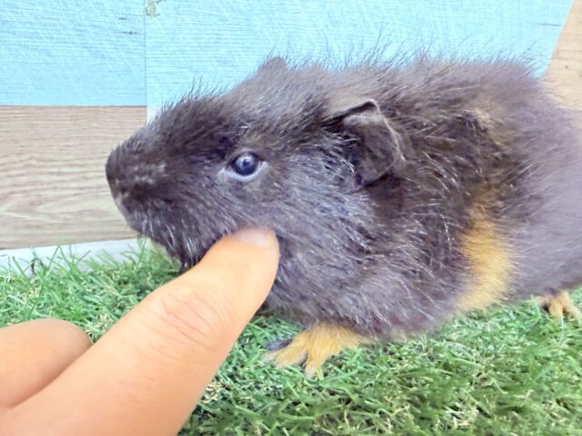テディモルモット