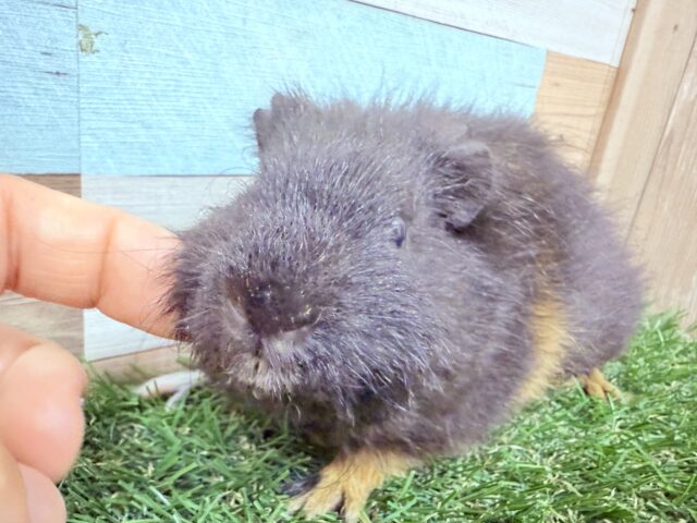 テディモルモット