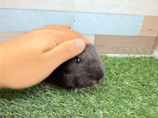 テディモルモット