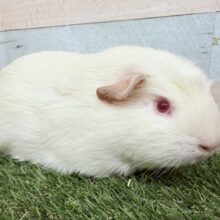 最新画像あります🌟たれみみとつむじがチャームポイント⭐️クレステッドロシアンモルモット❣️
