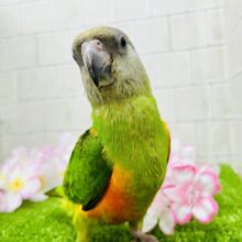 ♪エッホ♪エッホ♪春の訪れ伝えなきゃ♪　セネガルパロット