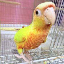 最新画像あります🌟ヒナ餌卒業🎓明るいイエローが素敵なサンサンカラー☀️ウロコインコのサンチーク❣️